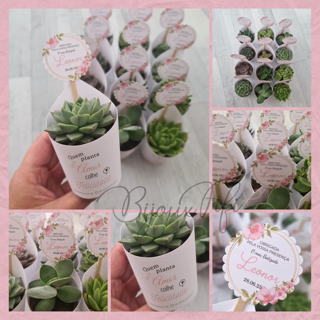 Suculenta em vaso "MB004"