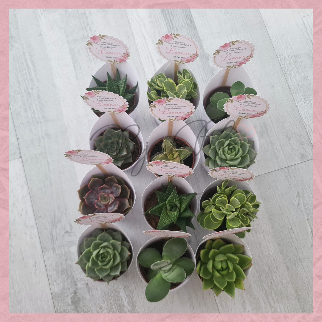 Suculenta em vaso "MB004"