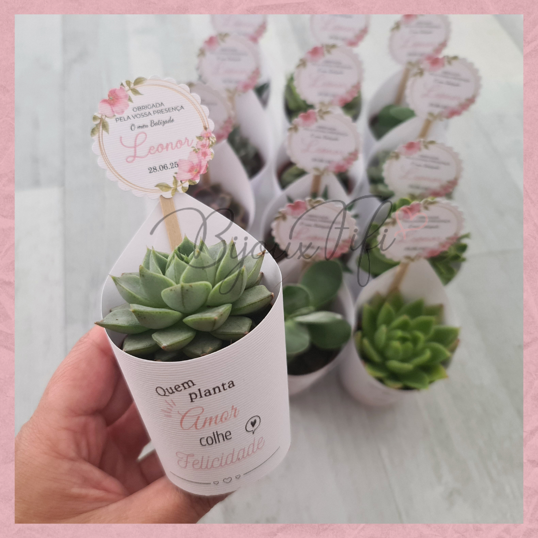 Suculenta em vaso "MB004"