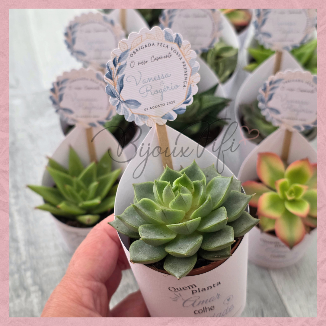 Suculenta em vaso "Imperial Blue"