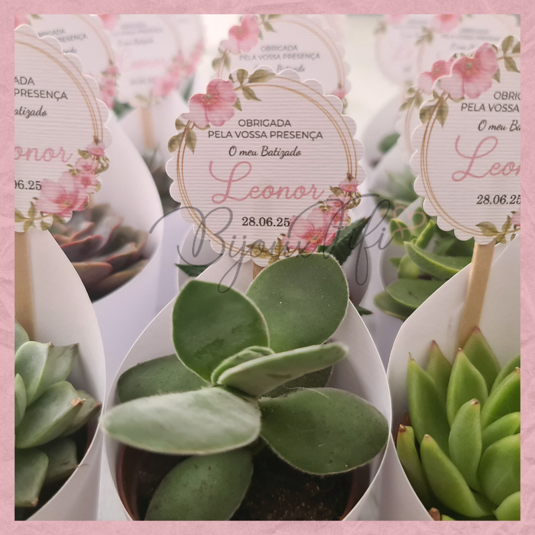 Suculenta em vaso "MB004"