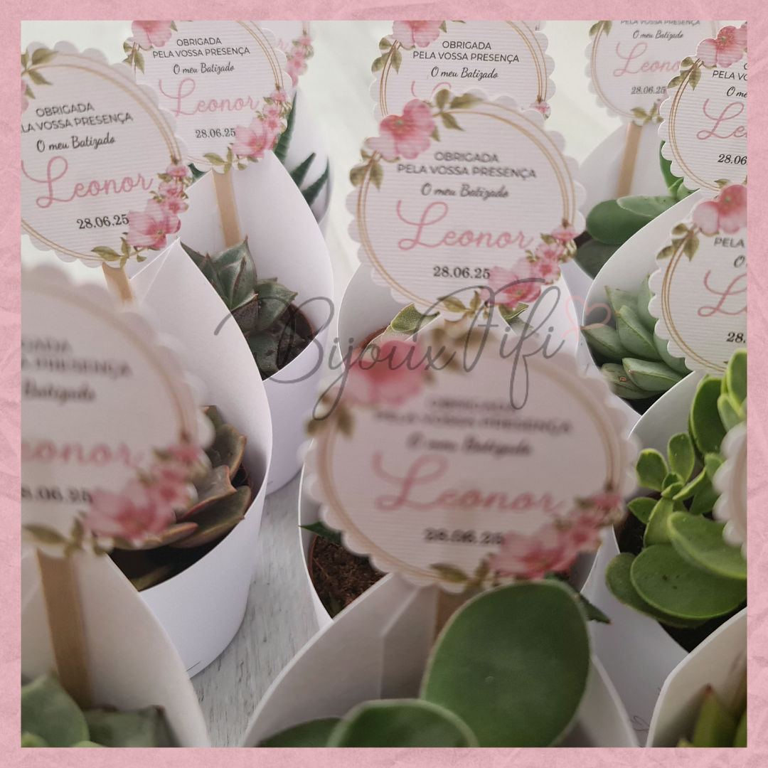 Suculenta em vaso "MB004"