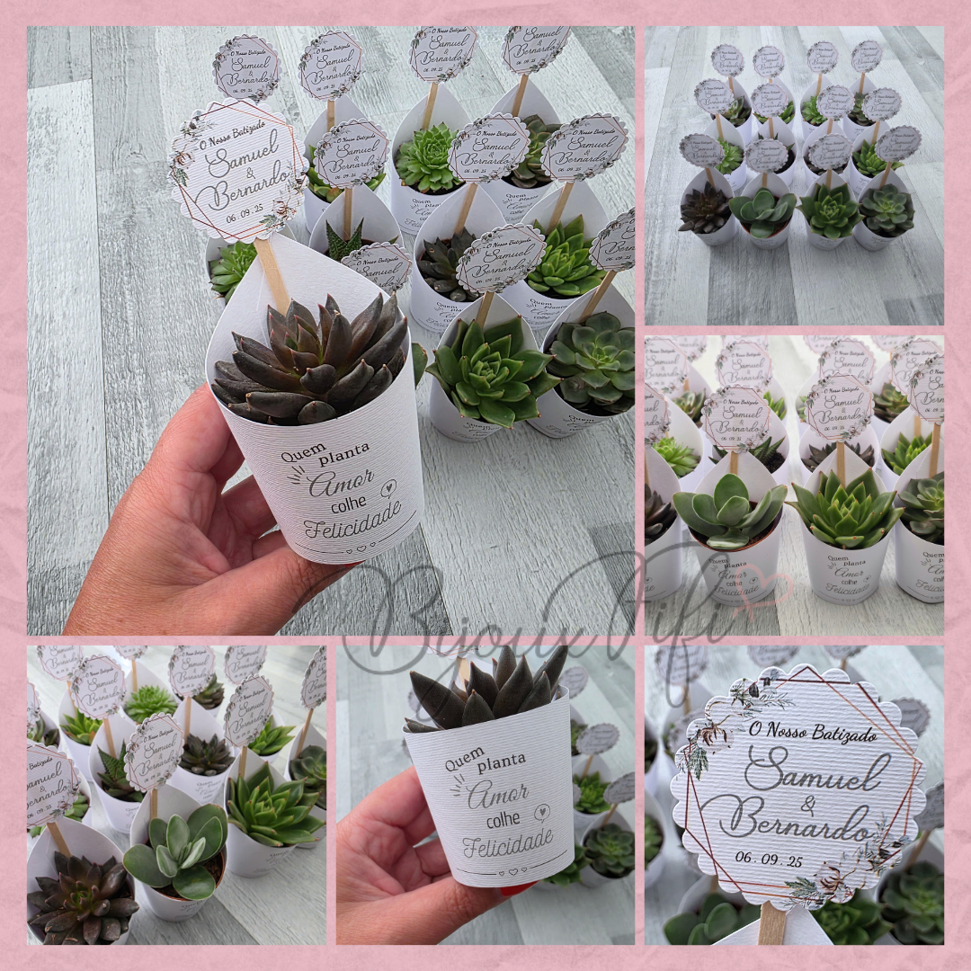 Suculenta em vaso "Pure Cotton" MB048