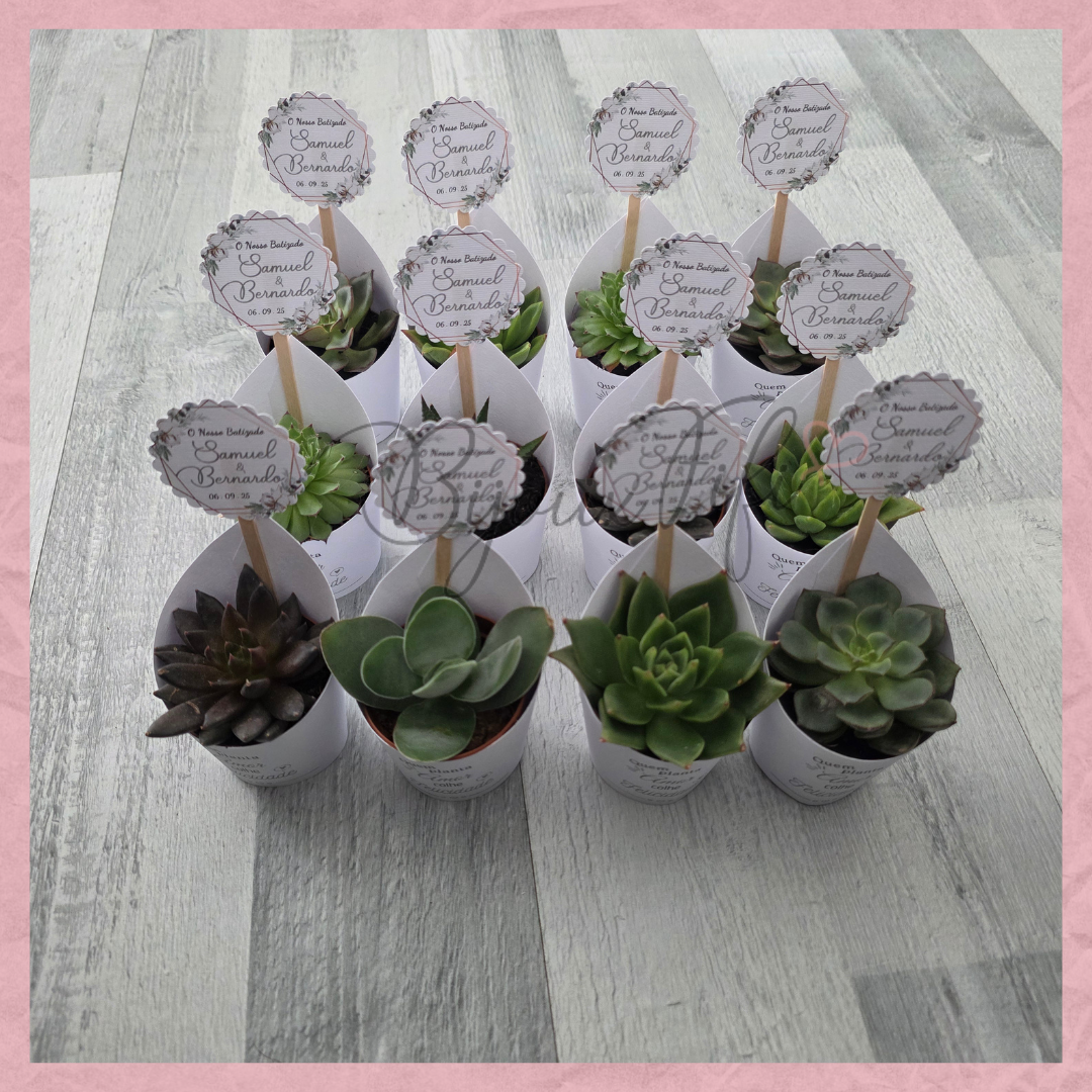 Suculenta em vaso "Pure Cotton" MB048
