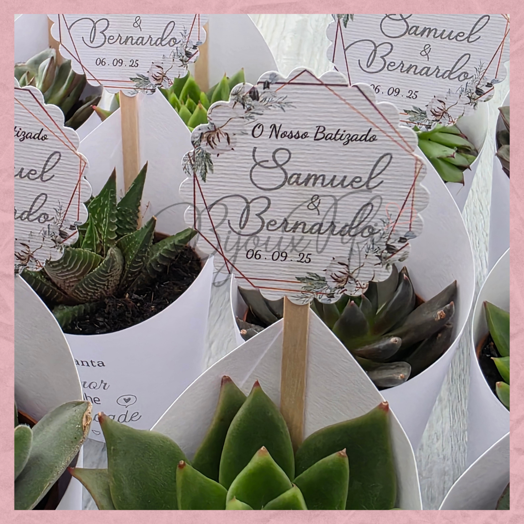 Suculenta em vaso "Pure Cotton" MB048
