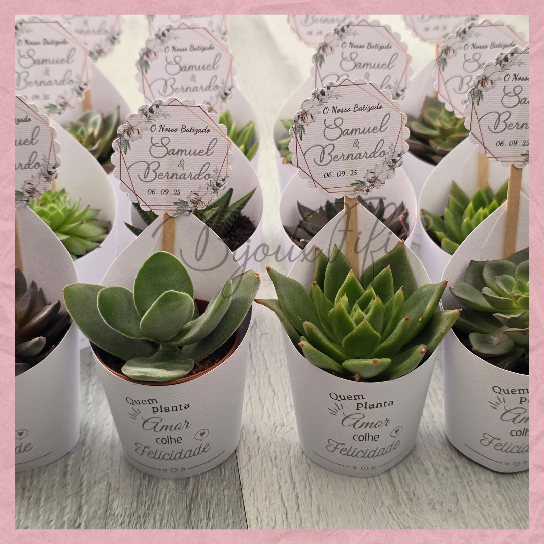 Suculenta em vaso "Pure Cotton" MB048