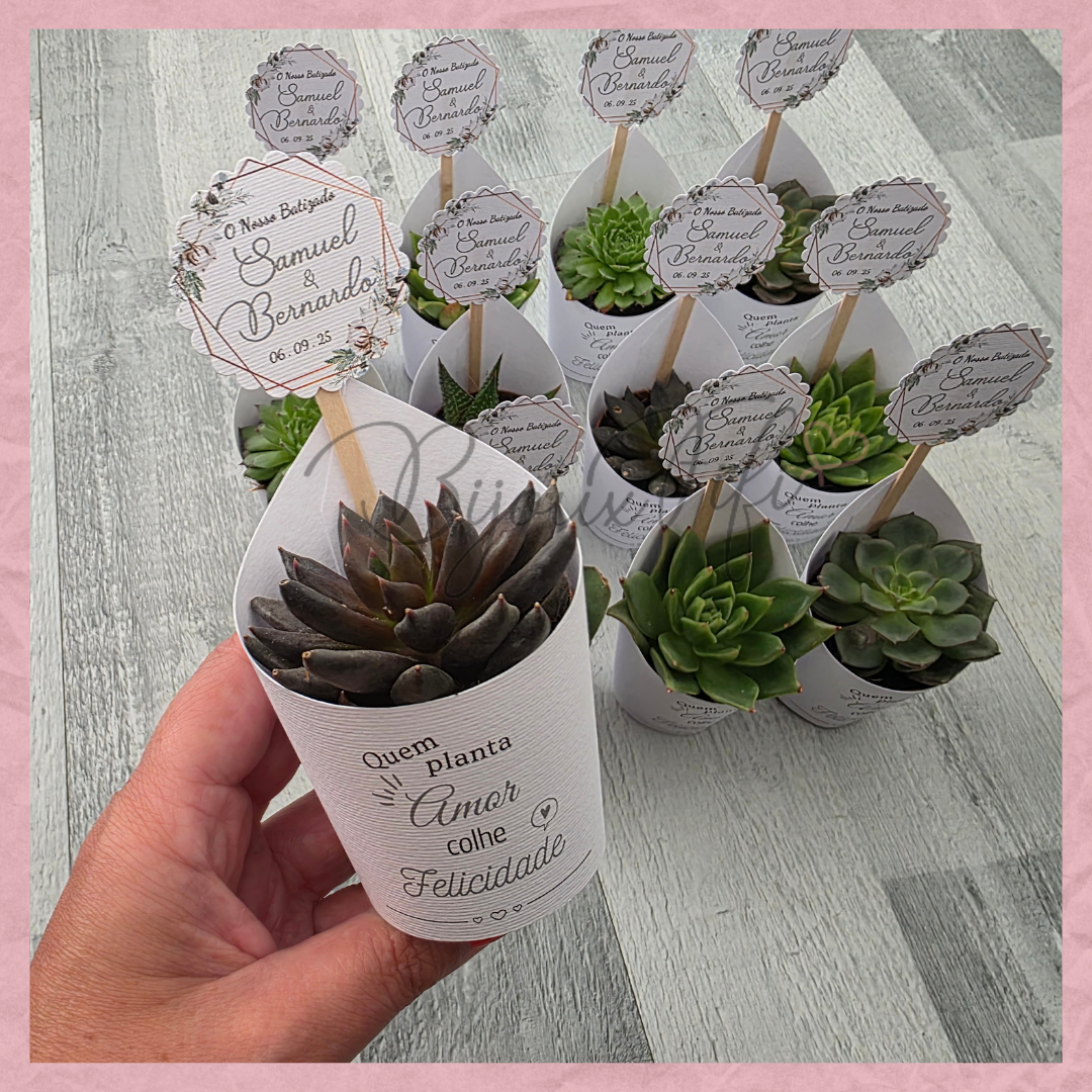 Suculenta em vaso "Pure Cotton" MB048