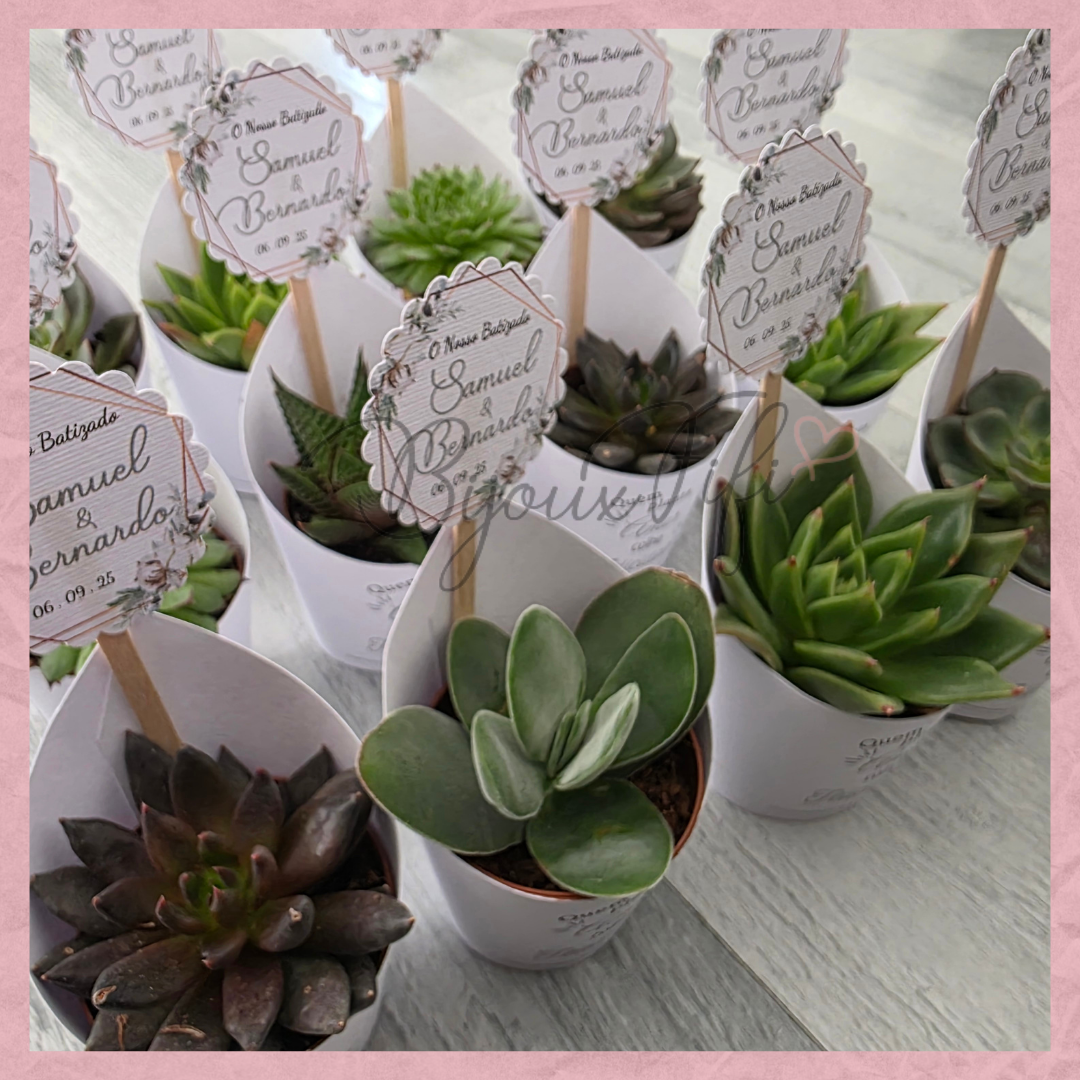 Suculenta em vaso "Pure Cotton" MB048