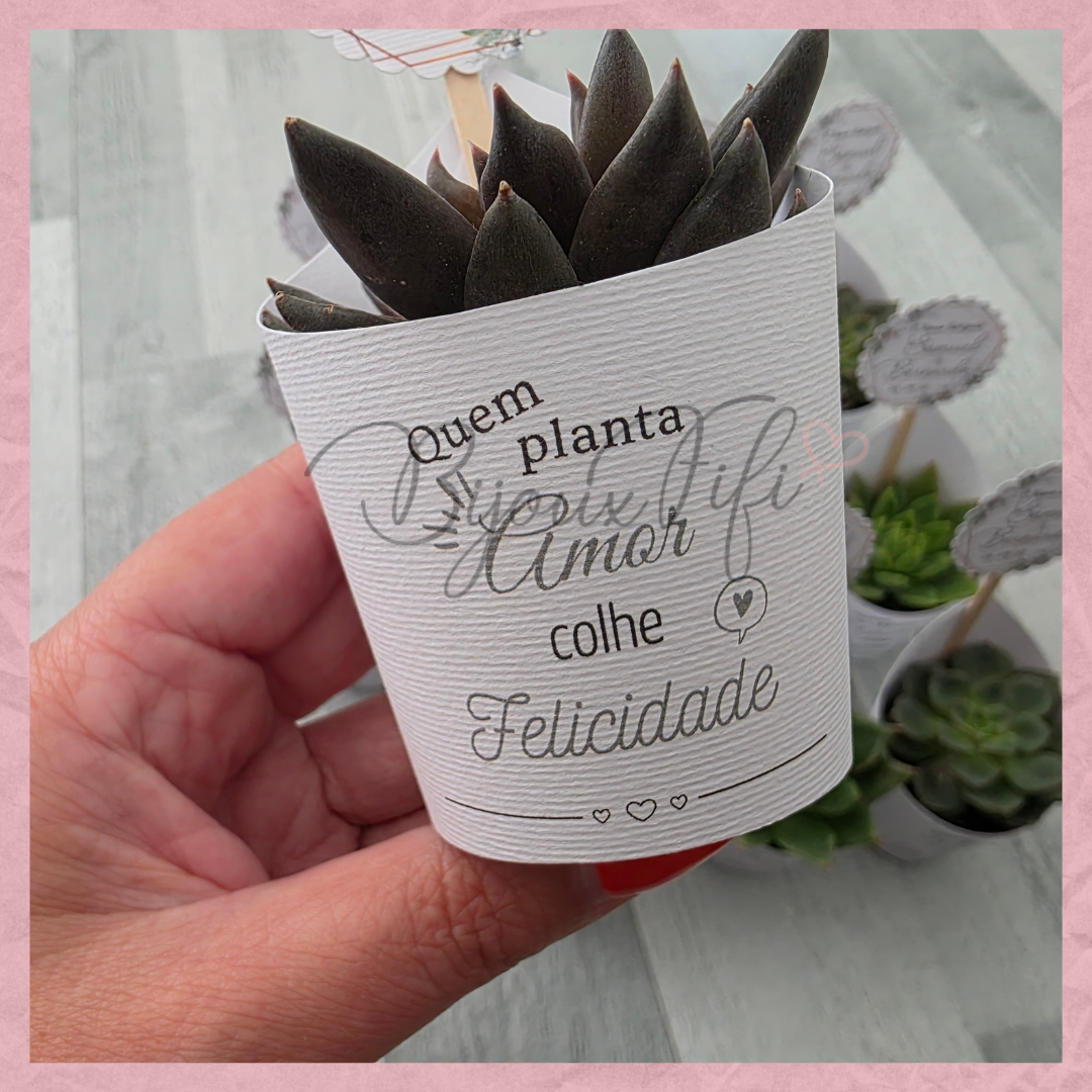 Suculenta em vaso "Pure Cotton" MB048